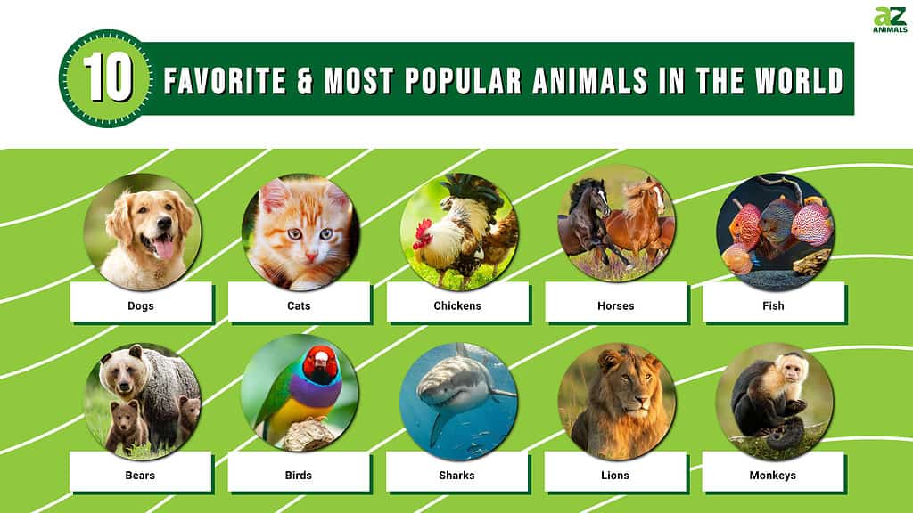 the world’s 10 favorite and most popular animals in 2024