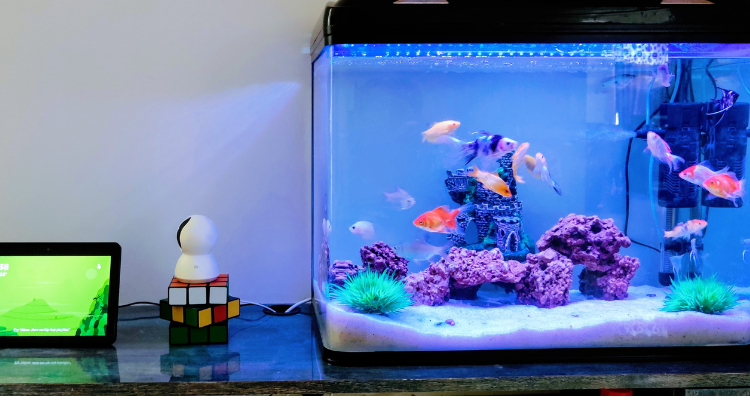 Starting Your First Aquarium: Step-by-Step Setup for Beginners