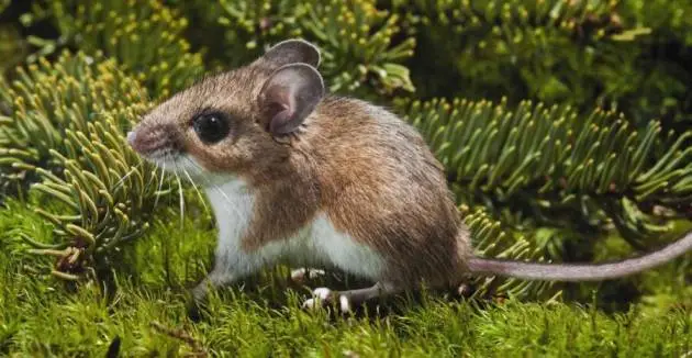 Deer Mice: Get To Know North America’s...