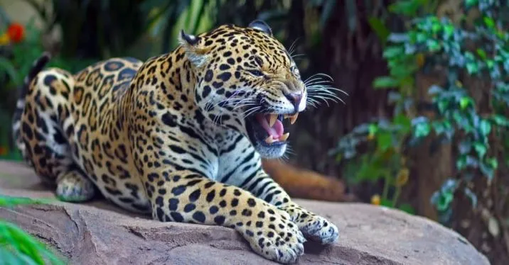 If A Jaguar In A Commensalism Relationsh...