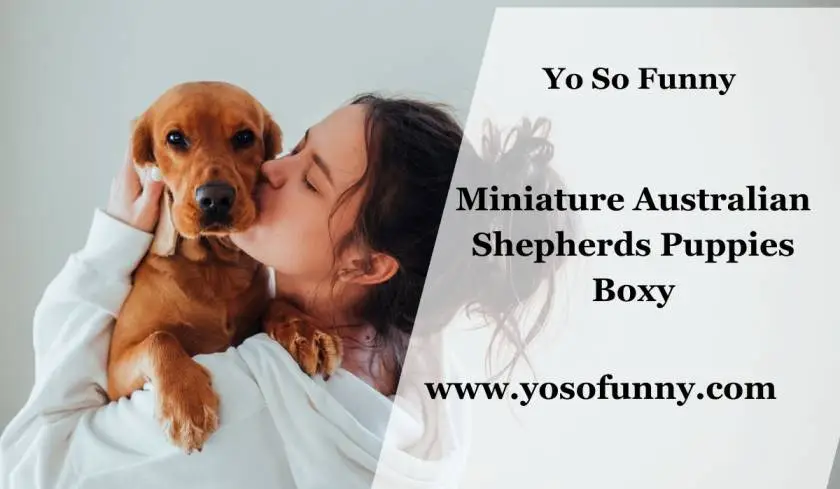 Miniature Australian Shepherds Puppies Boxy: What to Expect?