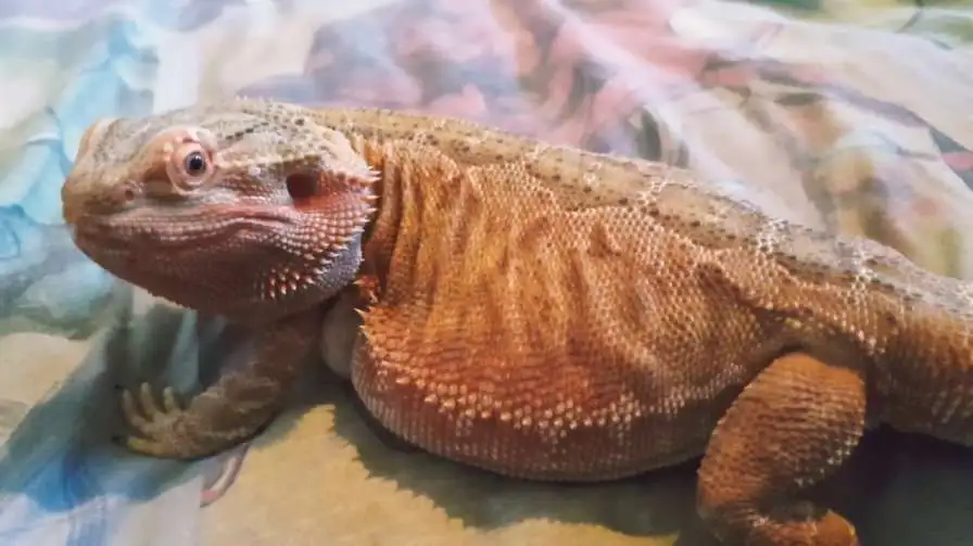 How Much Trust Does a Reptile Need to Cuddle?