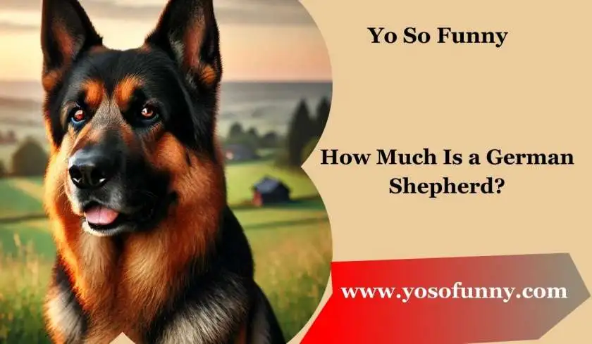 How Much is a German Shepherd? Everything You Need to Know